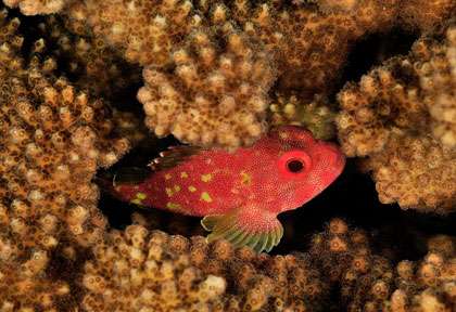 Voyage plongée à Nosy Be