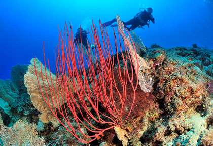 Croisière plongée îles Mitsio - Pascal Kobeh