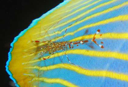 Plongée aux Mistio à Madagascar