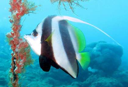 Poisson-coffre à Sainte Marie Madagascar