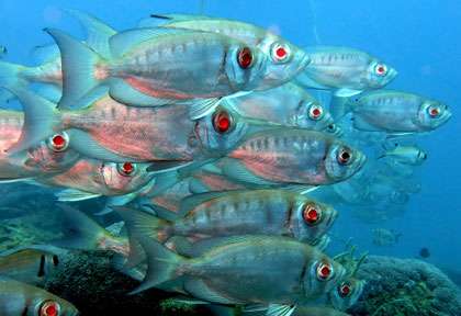 Plongée à Saint Marie Madagascar