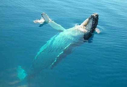 Baleine à Sainte Marie