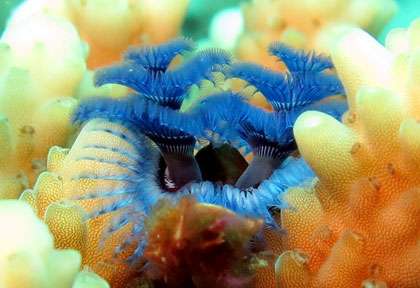 Voyage plongée à Sainte Marie à Madagascar