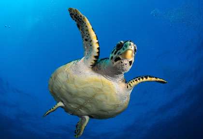 Tortue en plongée à l’ile maurice