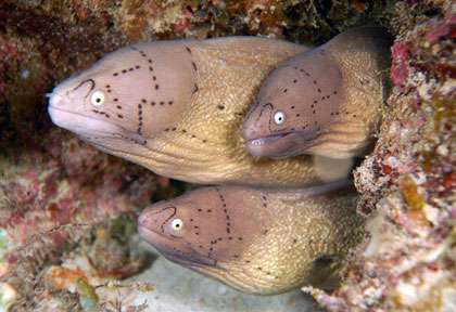 Murènes à l’Ile Maurice