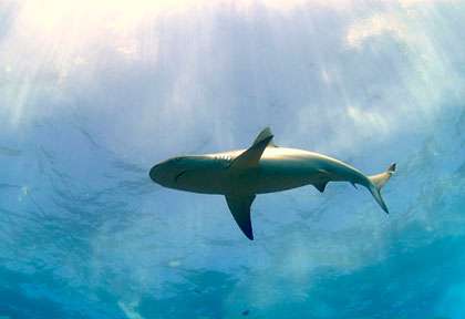 La fosse aux Requins