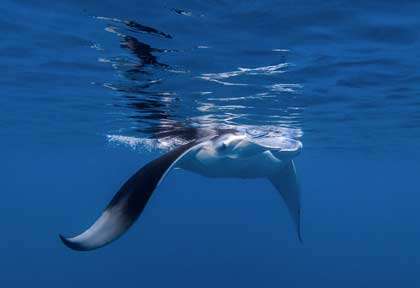 Raie Manta à Mayotte