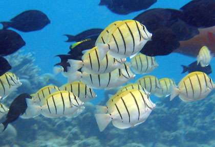 Plongée dans le lagon de Mayotte