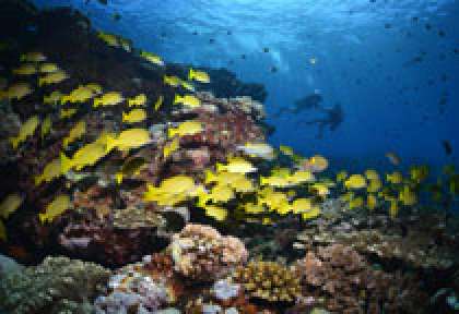 Fonds sous-marins à La Réunion