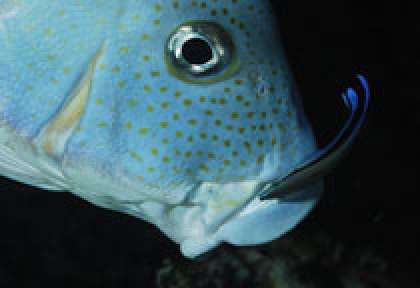 Voyage plongée aux Seychelles