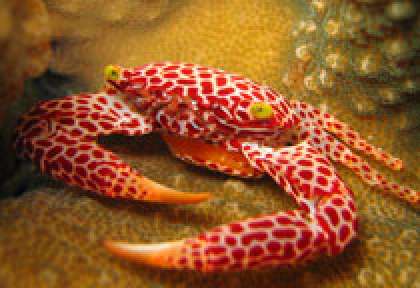 Plongée aux Seychelles