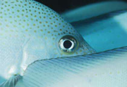 Plongée aux Seychelles