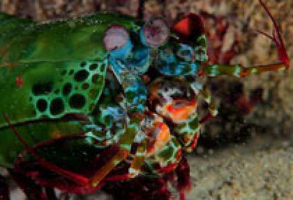 Crevette Mantis à Rodrigues