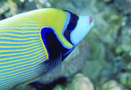 Poisson ange empereur à Rodrigues