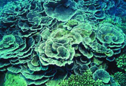 Corail Laitue en plongée à Rodrigues