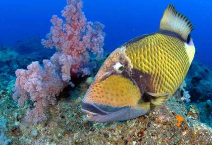baliste de l île maurice