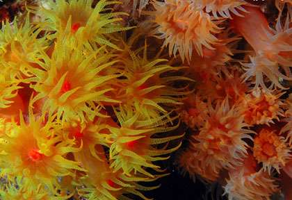 Voyage plongée à l’île Maurice