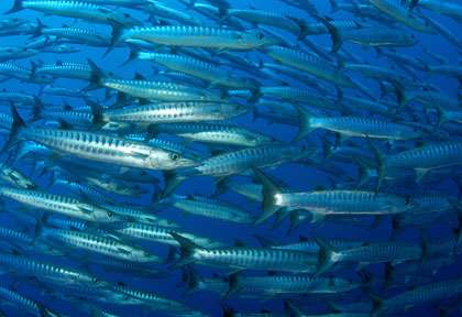 Barracudas Ile Maurice