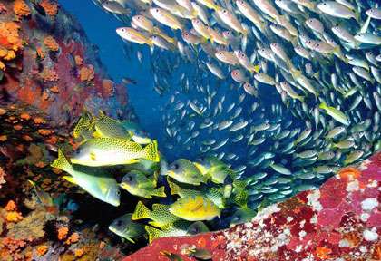 Voyage plongée à Madagascar aux Mistio