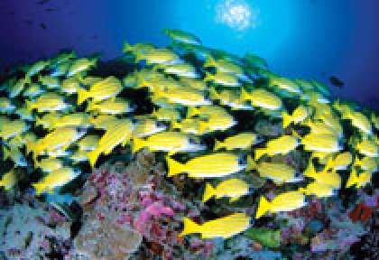 Banc de fusiliers aux Seychelles