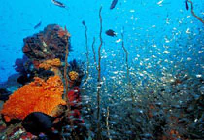 Récif de corail en plongée