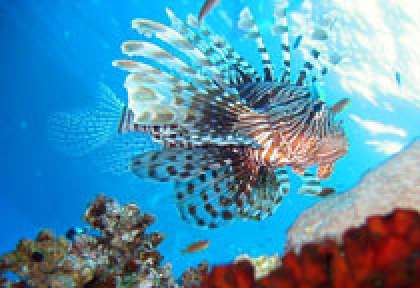Rascasse volante en plongée