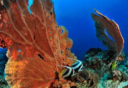 Plongée Nosy Iranja