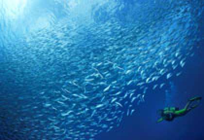 Sardines à La Réunion