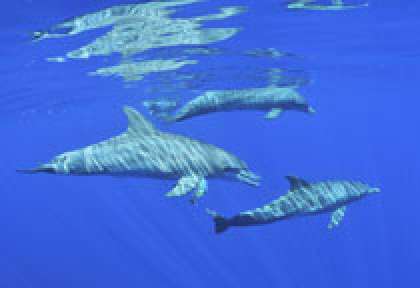 Rencontre avec les dauphins à La Réunion
