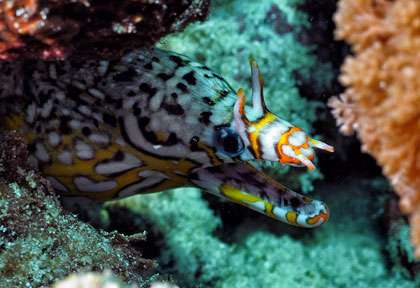 Murène Dragon à Zanzibar