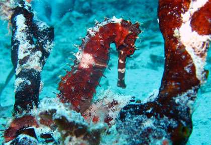 Plongée à Zanzibar