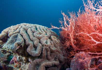 Corail à Zanzibar