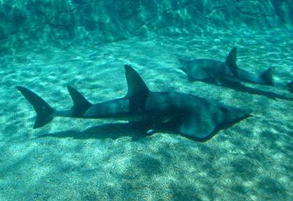 Raies-Guitare à Sodwana Bay