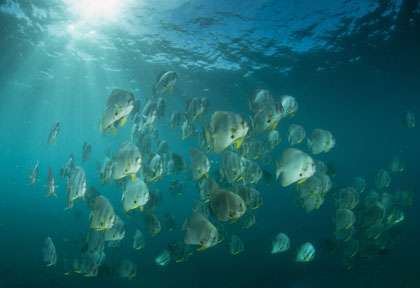 Banc de platax en Afrique du Sud