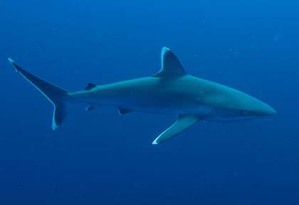 Requin en Afrique du sud