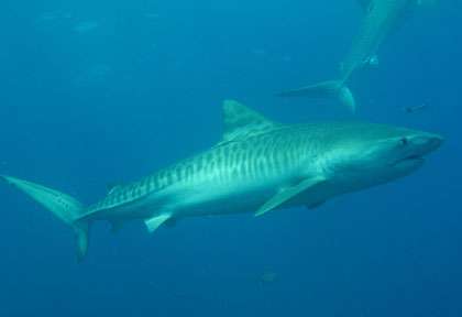 Requin Tigre en Afrique du Sud