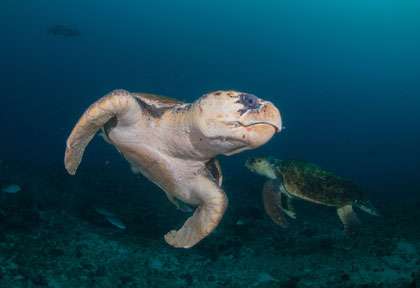 Tortue en Afrique du Sud