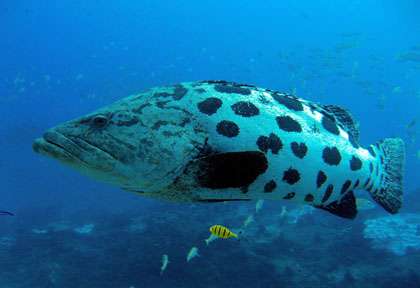 Mérou en Afrique du Sud