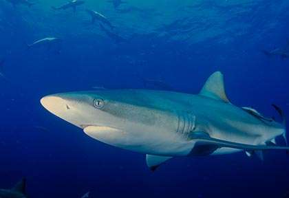 Requin Bouledoque en Afrique du Sud