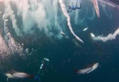 Sardine Run en Afrique du Sud