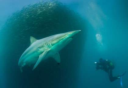 Sardine Run avec Afrique découverte