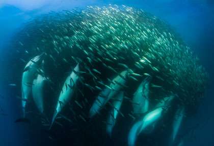 Sardine Run avec Afrique Découverte
