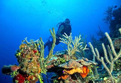Black Forest à Andros