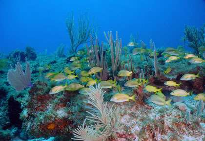 Plongée Ile de la Jeunesse à cuba