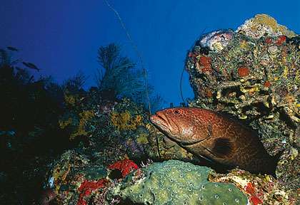 Mérou en plongée à Cuba