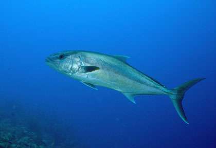 Plongée Ile de la Jeunesse à Cuba