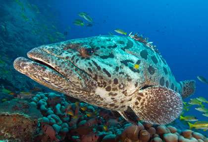 Mérou patate à Mafia en Tanzanie