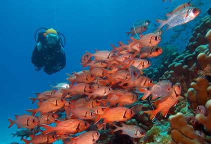 La plongée à Mafia en Tanzanie