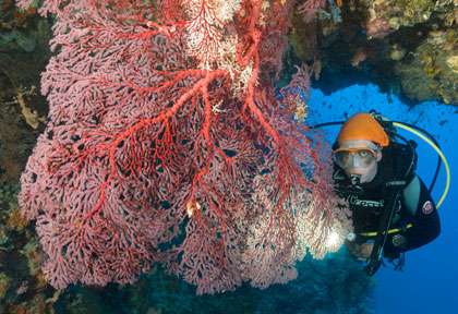 Plongée à Mafia en Tanzanie