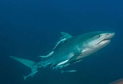 Requin Tigre à Protea Banks
